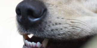 Nu sunt Tarzan, nu vreau să trăiesc printre animale
