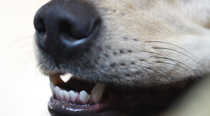 Nu sunt Tarzan, nu vreau să trăiesc printre animale